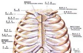 骨軟骨病 Bone rickets