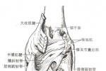 股骨幹骨折 S72.301 