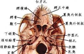 顱底骨折 S02.101 