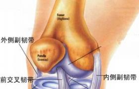 膝關節韌帶損傷 前交叉韌帶損傷