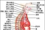 肌張力異常 肌張力異常綜合征