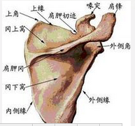 肩袖損傷 回旋肌套損傷