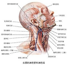 淋巴瘤 淋巴癌