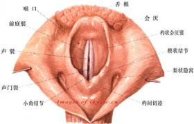 惡性腫瘤所致貧血 惡性瘤所致貧血