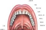 口咽良性腫瘤