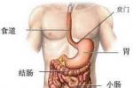 胃平滑肌瘤 leiomyoma of stomach