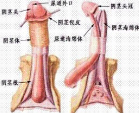 陰莖癌 陰莖惡性腫瘤 腎巖