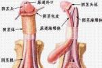 陰莖癌 陰莖惡性腫瘤 腎巖