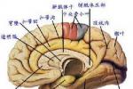 神經母細胞瘤 成神經細胞瘤