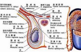 睪丸腫瘤