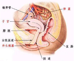 橫紋肌肉瘤