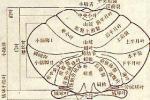 顱內腫瘤 中樞神經系統腫瘤 腦瘤 腦腫瘤