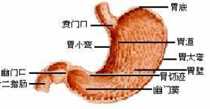 殘胃癌 胃手術後胃癌