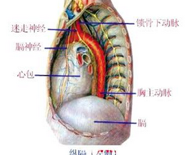 縱膈腫瘤