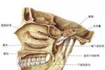 頜骨癌 口腔惡性腫瘤