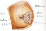 乳腺葉狀囊肉瘤 乳腺葉狀腫瘤 乳腺葉狀囊性肉瘤