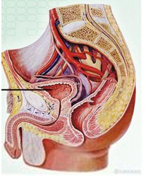 生殖道腫瘤 genital tract tumors