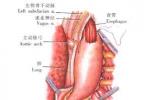 食管平滑肌瘤