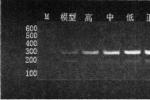 病毒性心肌炎 I40.001 