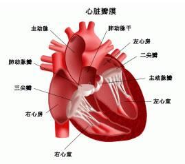 主動脈瓣關閉不全