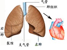 慢性肺源性心臟病 I27.902 肺心病