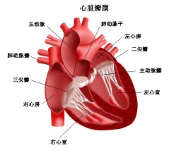 急性心力衰竭 I50.904 