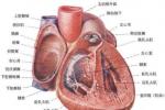 心房內折返性心動過速