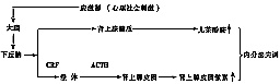 內分泌失調 內分泌紊亂