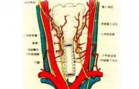 亞急性甲狀腺炎 病毒性甲狀腺炎 DeQuervain甲狀腺炎 肉芽腫性甲狀腺炎 巨細胞性甲狀腺炎