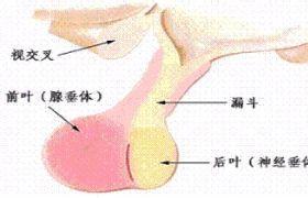 高泌乳素血癥 E22.101 閉經-泌乳綜合征