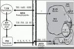 高泌乳素血癥 E22.101 閉經-泌乳綜合征