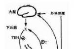 高泌乳素血癥 E22.101 閉經-泌乳綜合征