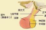 高泌乳素血癥 E22.101 閉經-泌乳綜合征