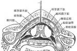 痙攣性截癱