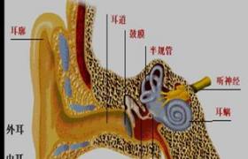 急性化膿性關節炎