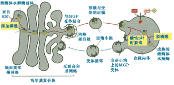 甘露糖苷貯積癥