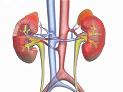 尿毒癥 N19.X01 腎衰 腎功能衰竭