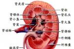 尿毒癥 N19.X01 腎衰 腎功能衰竭