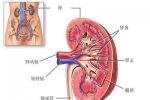 尿毒癥 N19.X01 腎衰 腎功能衰竭