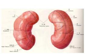 腎陰虛 腎水不足