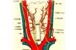 腎小球腎炎 腎炎