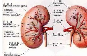 膜性腎病 N05.201 膜性腎小球腎炎 膜性腎小球性腎炎