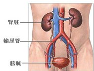 急性腎小球腎炎 N00.901 