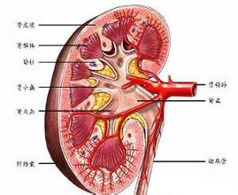 慢性腎功能衰竭 N18.902 慢性腎衰 腎功能不全 腎衰