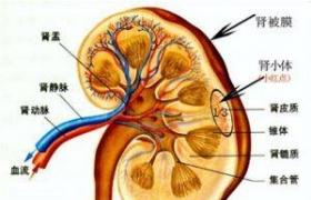 急性腎小管壞死 N17.001 腎小管壞死