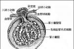 急性腎小管壞死 N17.001 腎小管壞死