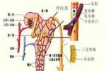 隱匿性腎小球腎炎 無癥狀性蛋白尿或血尿 無癥狀性蛋白尿及血尿 隱匿型腎炎 隱匿性腎炎