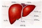 肝硬化性腎損害 肝硬變性腎損害 肝硬化性腎小球腎炎 肝硬性腎小球硬化