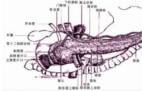 急性胰腺炎 K85.X07 胰腺炎 胰癉