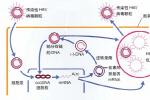 慢性乙型肝炎 慢性乙肝